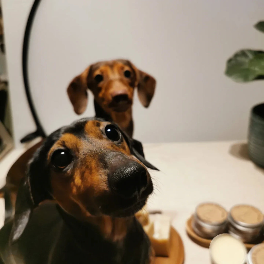 Paw Paws, Natural Dog Soap